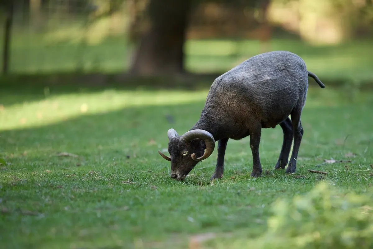 Knitting with British Wool: A Guide to UK Sheep Breeds and Their Yarn